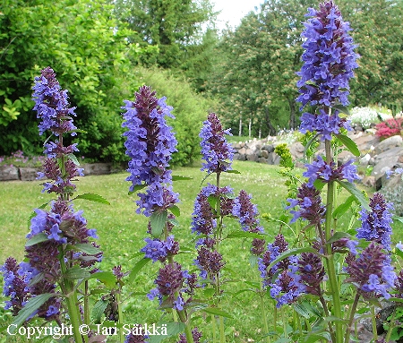 pikkuampiaisyrtti - liten drakblomma - Dracocephalum nutans var. alpinum